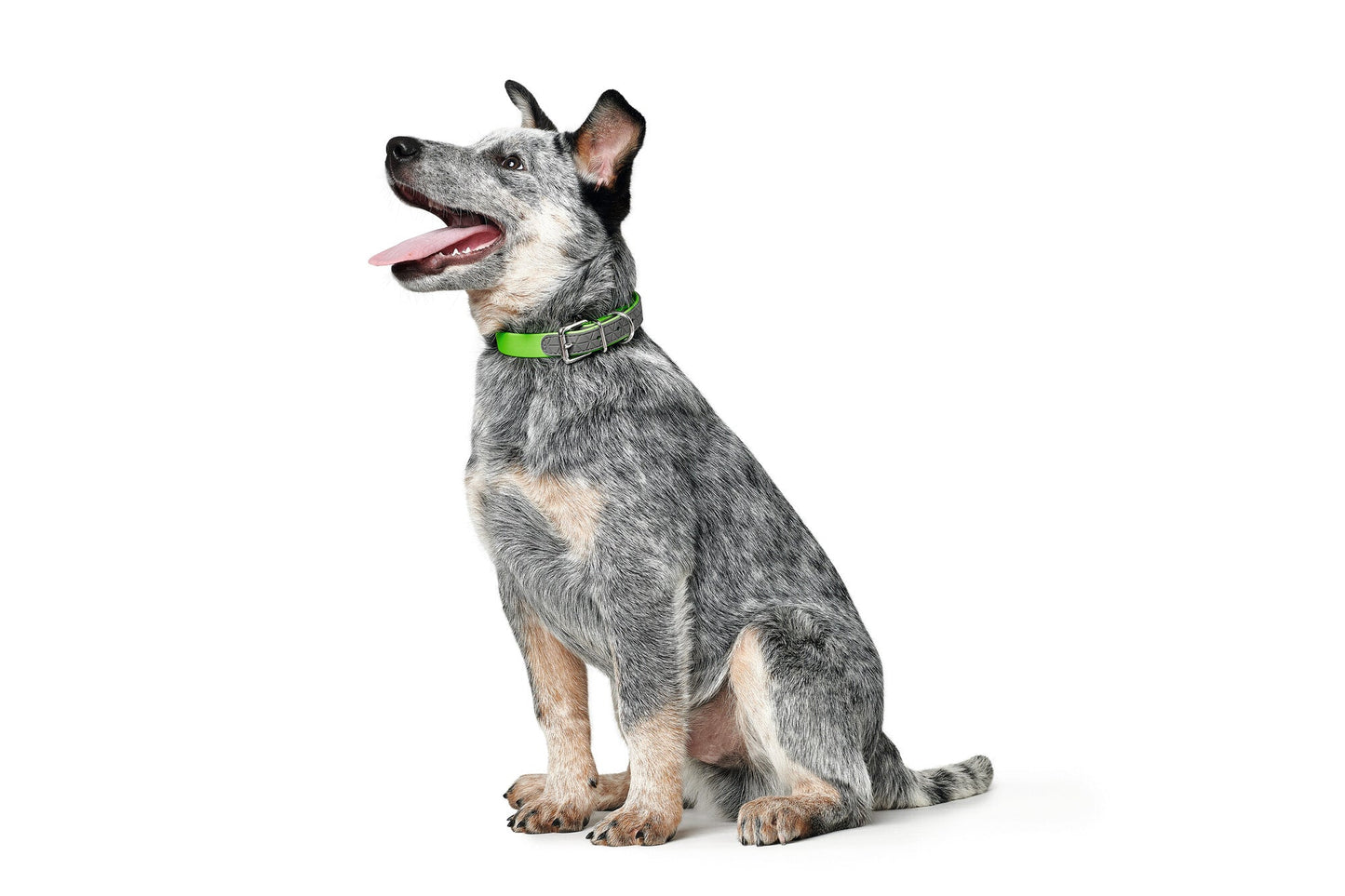 COLLAR Convenience Comfort XL