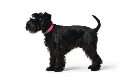 COLLAR Convenience Comfort XL