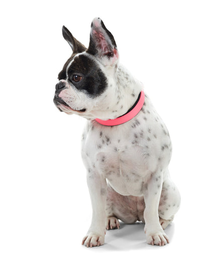 COLLAR Convenience Comfort XL