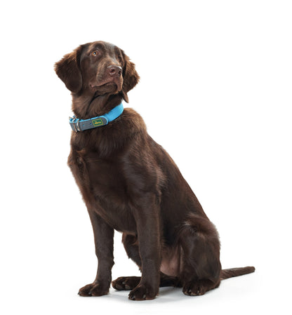 COLLAR Convenience Comfort XL
