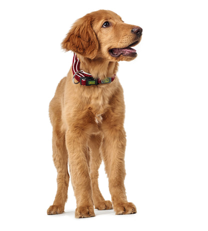 COLLAR - Hilo Refrescante