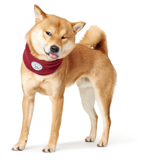 CUELLITO / BUFANDA PARA PERROS