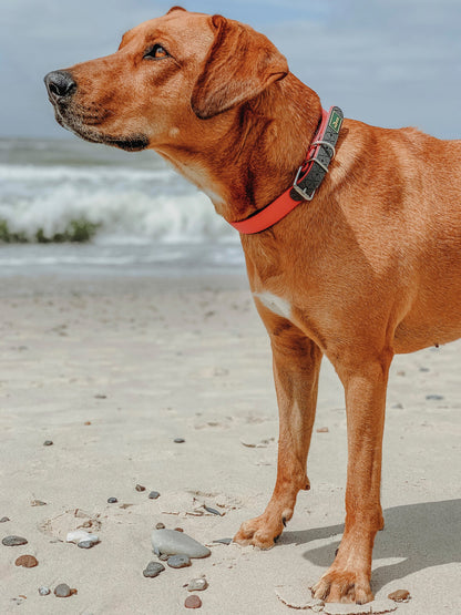 COLLAR Convenience Comfort XL