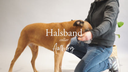COLLAR AALBORG